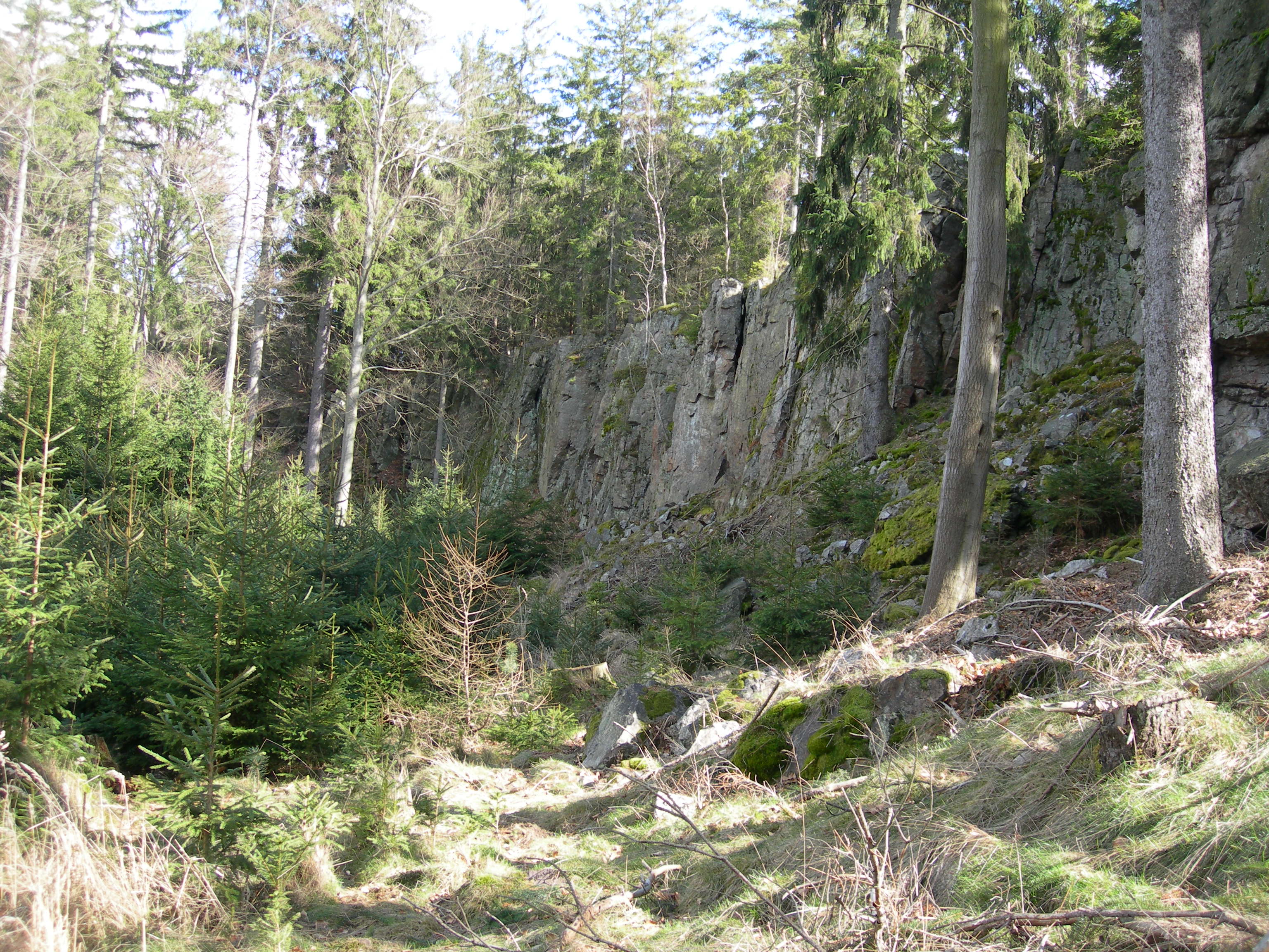 Terain Wald